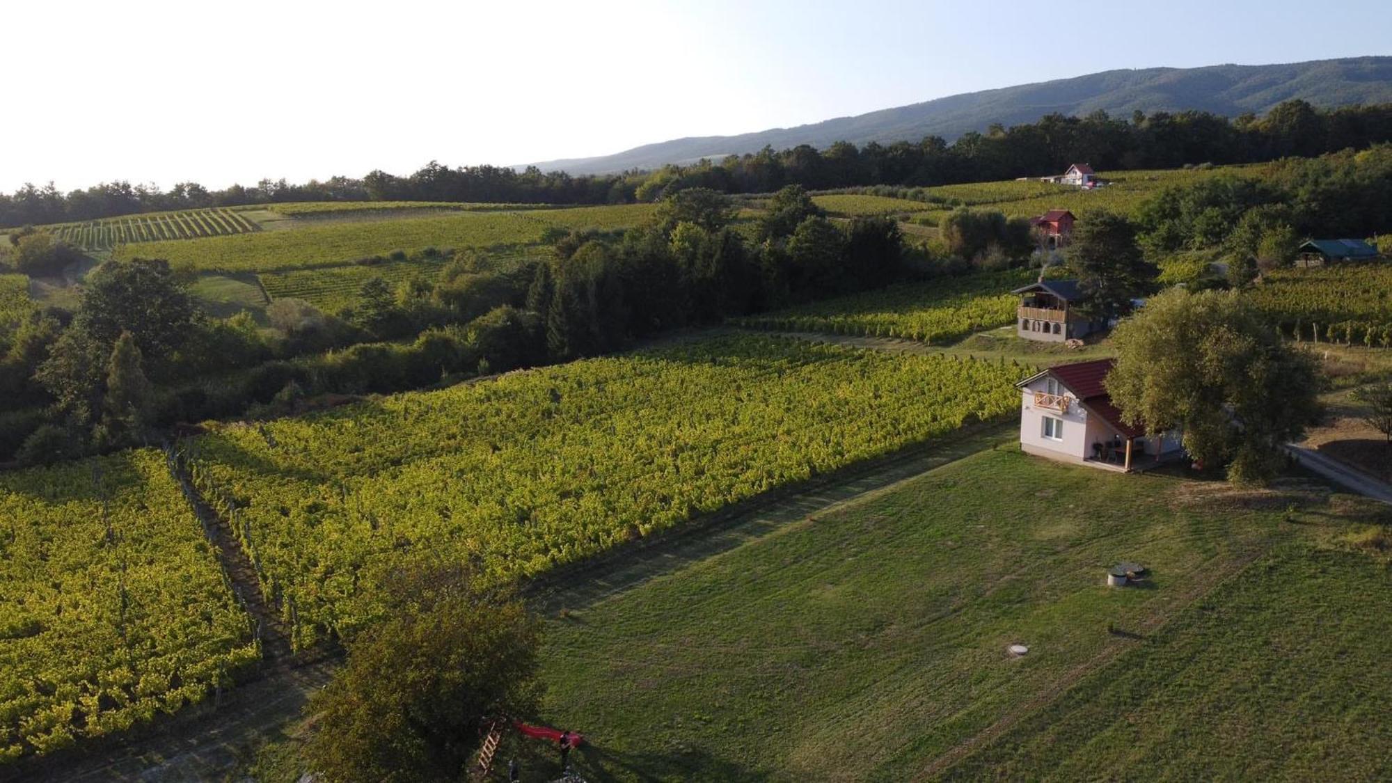 Holiday Home Vinovilla Kutjevo Exterior photo